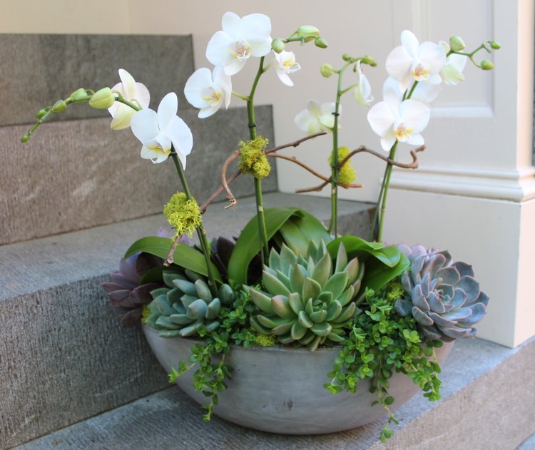 succulents for sympathy Orchids & Succulents Vase – Bloom Funeral & Sympathy Flowers Dallas